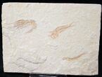 Fossil Shrimp Plus Fish - Lebanon #14025-1